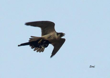 HAZ DE TU ENEMIGO UN ALIADO