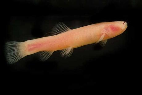 Phreatichthys andruzzii