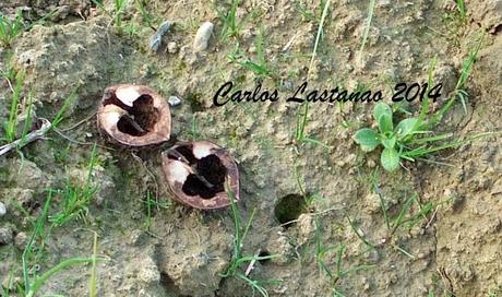Cáscaras de nuez en el campo.