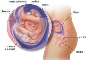 Mi embarazo: semana 19