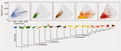 Color y metabolismo en dinosaurios