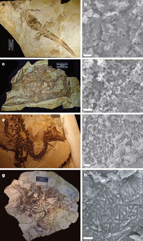 Color y metabolismo en dinosaurios