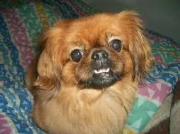 pequinés_cabreado_delocos_y_enajenados