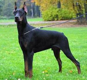 doberman_delocos_y_enajenados