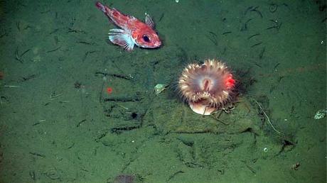 un tunicado (Sebastolobus sp.) y una anémona de pom-pom