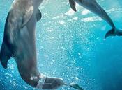 Primer póster "dolphin tale