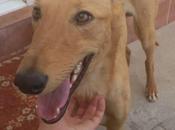 Clover adopción! (zaragoza)