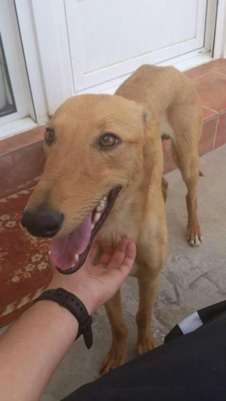 CLOVER EN ADOPCIÓN! (ZARAGOZA)