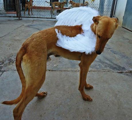 CLOVER EN ADOPCIÓN! (ZARAGOZA)