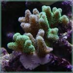 Seriatopora Caliendrum Mes 3 nuevo_esqueje_mes22