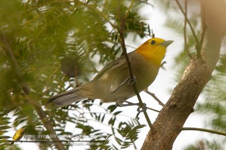 Tangará gris (Orange-headed Tanager) Thlypopsis sordida