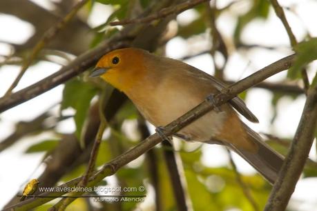 Tangará gris (Orange-headed Tanager) Thlypopsis sordida