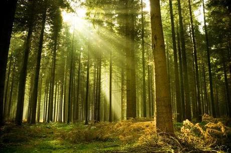 bosque pinos Glamping en Argentina: la idea de acampar con el confort de un hotel.