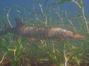 luna llena atrae feroz muskie morder anzuelo