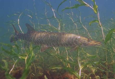 Muskellunge (Esox masquinongy)