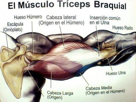 Tríceps : La rutina de entrenamiento definitiva Tríceps : La rutina de entrenamiento definitiva