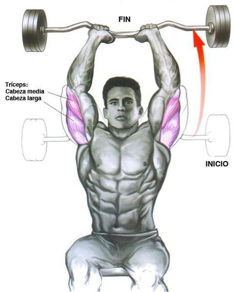 Tríceps : La rutina de entrenamiento definitiva Tríceps : La rutina de entrenamiento definitiva