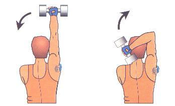 Tríceps : La rutina de entrenamiento definitiva Tríceps : La rutina de entrenamiento definitiva