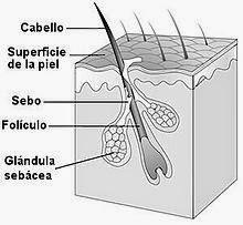 foliculo piloso