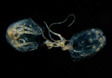 apareamiento de la medusa Carybdea sivickisi