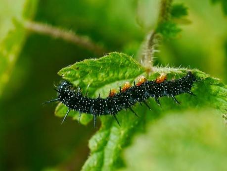 Pavo real, de oruga a mariposa