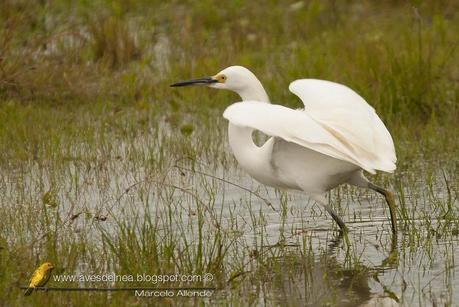 Garcita blanca ( Snowy Egret) Egretta thula