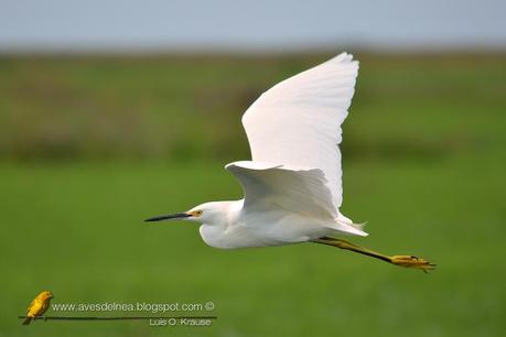 Garcita blanca ( Snowy Egret) Egretta thula