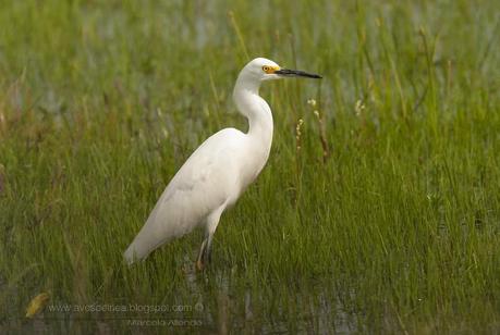 Garcita blanca ( Snowy Egret) Egretta thula