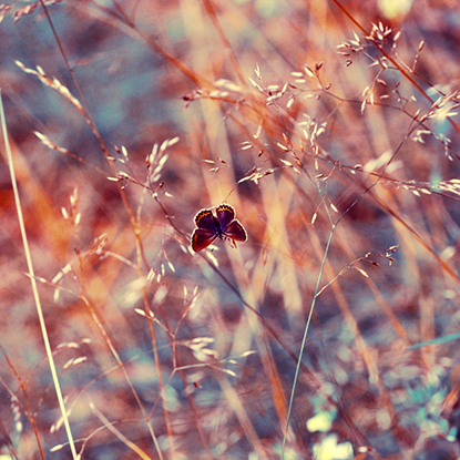 June 2014 - Wishlist