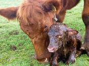 Garrapatas: efecto ganado