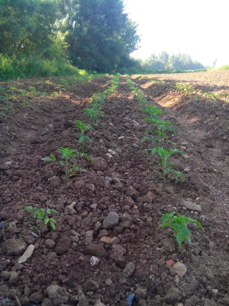 Entutorado de tomates