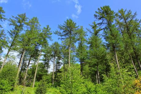 El Gran Bosque | Distrito de los Lagos