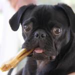 golosinas para perros