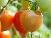 beneficios tomate