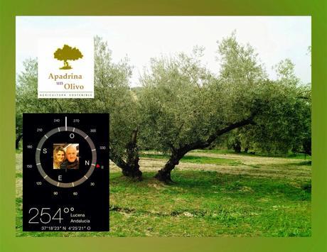 Comunicado del Movimiento ApadrinaUnOlivo.es sobre los resultados hasta 2014 Comunicado del Movimiento ApadrinaUnOlivo.es sobre los resultados hasta 2014