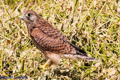 POR LOS CAMPOS DE NAVARRA-DE LA RICOTI AL CERNÍCALO