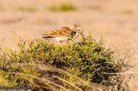 POR LOS CAMPOS DE NAVARRA-DE LA RICOTI AL CERNÍCALO