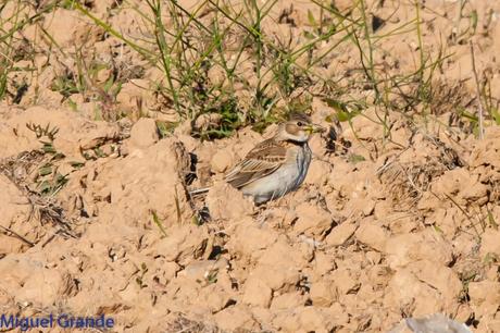 POR LOS CAMPOS DE NAVARRA-DE LA RICOTI AL CERNÍCALO
