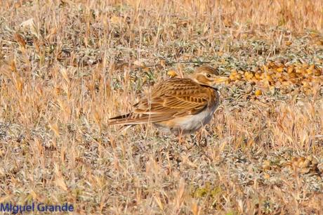 POR LOS CAMPOS DE NAVARRA-DE LA RICOTI AL CERNÍCALO