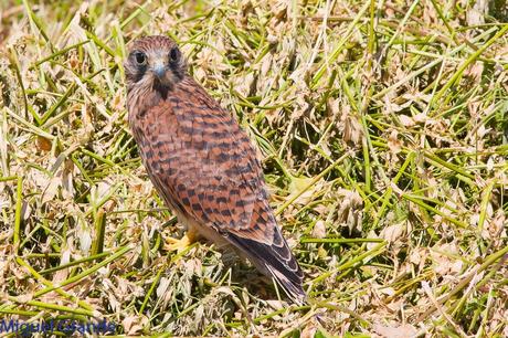 POR LOS CAMPOS DE NAVARRA-DE LA RICOTI AL CERNÍCALO