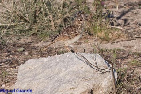 POR LOS CAMPOS DE NAVARRA-DE LA RICOTI AL CERNÍCALO