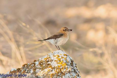POR LOS CAMPOS DE NAVARRA-DE LA RICOTI AL CERNÍCALO