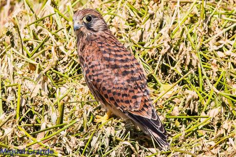 POR LOS CAMPOS DE NAVARRA-DE LA RICOTI AL CERNÍCALO
