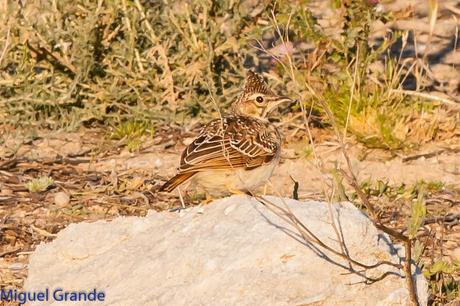 POR LOS CAMPOS DE NAVARRA-DE LA RICOTI AL CERNÍCALO