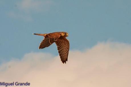 POR LOS CAMPOS DE NAVARRA-DE LA RICOTI AL CERNÍCALO