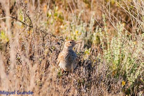 POR LOS CAMPOS DE NAVARRA-DE LA RICOTI AL CERNÍCALO