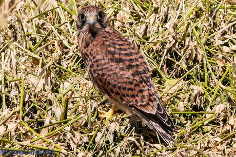 POR LOS CAMPOS DE NAVARRA-DE LA RICOTI AL CERNÍCALO