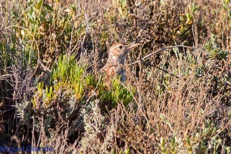 POR LOS CAMPOS DE NAVARRA-DE LA RICOTI AL CERNÍCALO