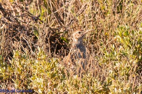 POR LOS CAMPOS DE NAVARRA-DE LA RICOTI AL CERNÍCALO
