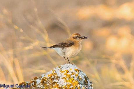 POR LOS CAMPOS DE NAVARRA-DE LA RICOTI AL CERNÍCALO